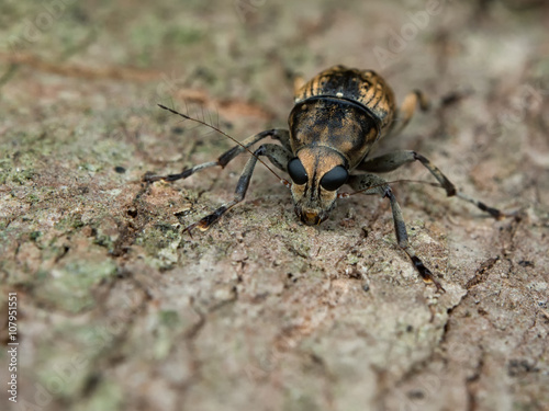 Longhorn Beetle