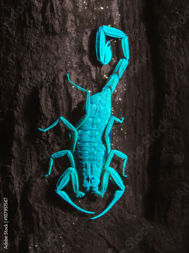 Ultra-Violet Scorpion