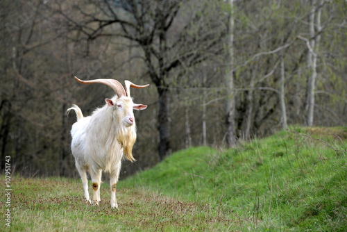 the chief, billy-goat, white german noble goat photo