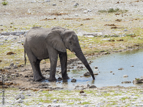 Elefant  Afrikanischer Elefant  Loxodonta africana  an einem Wasserloch  . Okaukuejo  Etosha Nationalpark  Namibia  Afrika