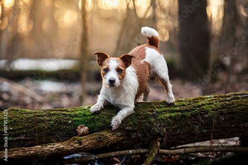 Dog breed Jack Russell Terrier walking in the forest