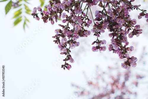 Purple flower bloom in summer of Thailand photo