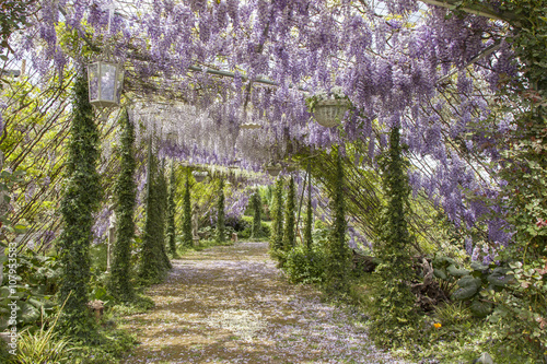 Galleria di glicini photo