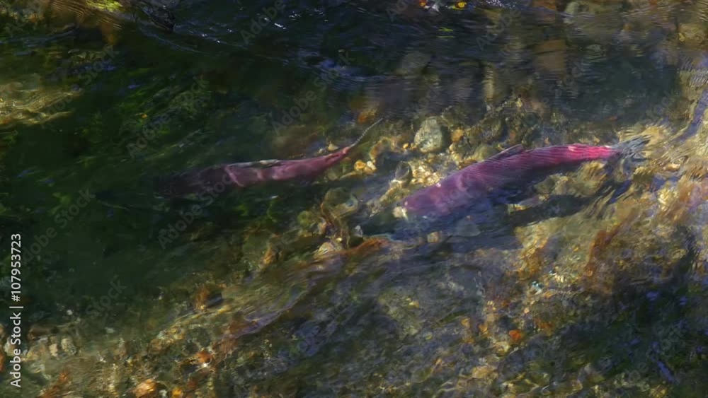 Sockeye Salmon Adults Swimming Up River. Alaska USA Sockeye Salmon Adults Swimming Up River. Alaska USA