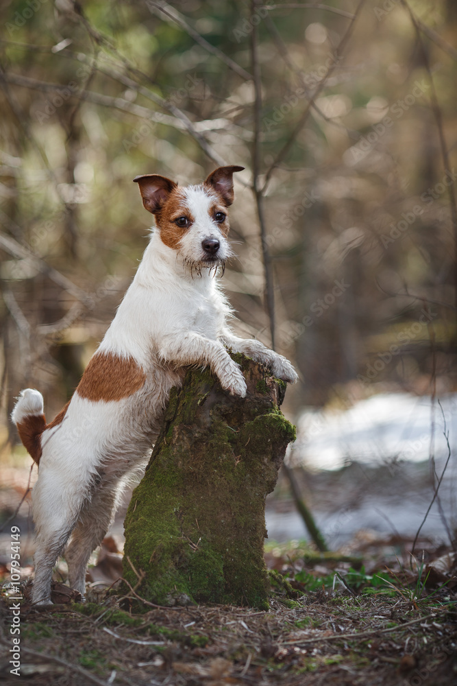 Dog breed Jack Russell Terrier walking in the forest Dog breed Jack Russell Terrier walking in the forest