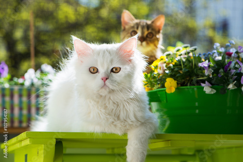 Fototapeta Naklejka Na Ścianę i Meble -  Katzen am Balkon