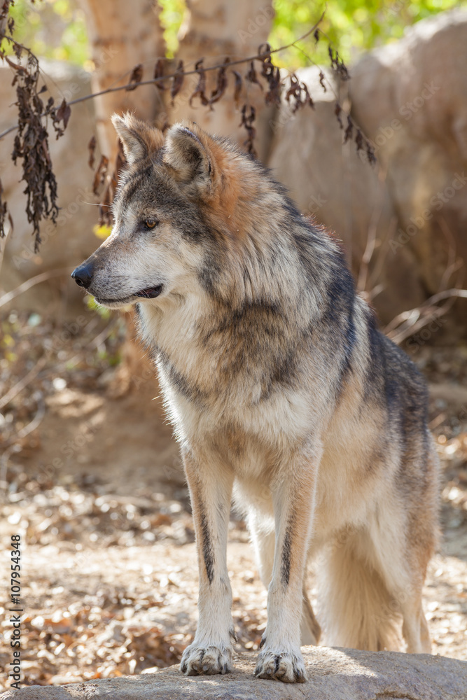 Fototapeta premium Mexican Gray Wolf