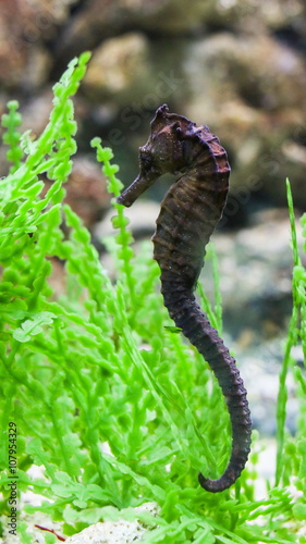 Obraz na płótnie Common Seahorse. w salonie