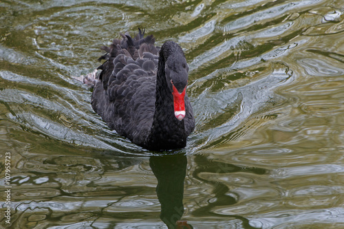 black swan swimming in the lake