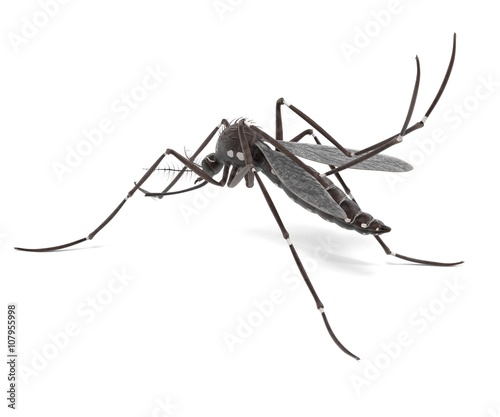 3d render of Aedes Aegypti