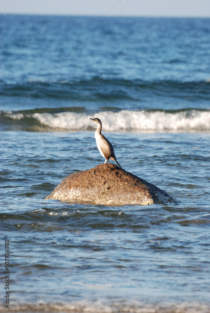 Fototapeta premium Isola di Sardegna, mare, cormorano sulle rocce, water, fauna, mare mediterraneo, estate,