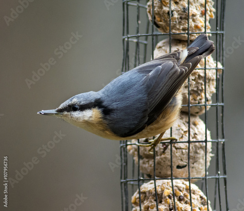 Nuthatch with fat balls photo