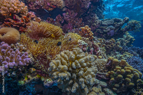 Anemonefish nursery coral reef scene