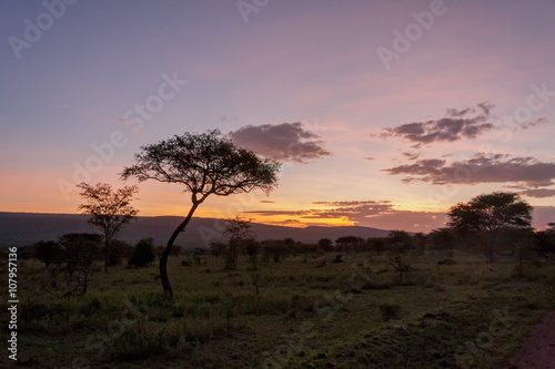 Savanna plain with acacia trees at dawn against distance view on mountain. Serengeti National Park, Tanzania, Africa. 