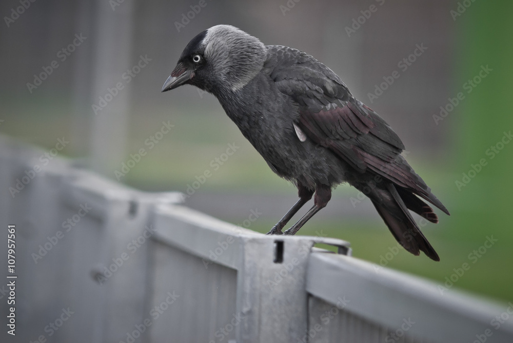 Fototapeta premium Kawka