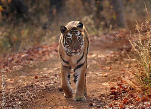 110317 One afternoon a tigermale is walking on the path in the Tadoba reserve..Photo by:Jan Fleischmann