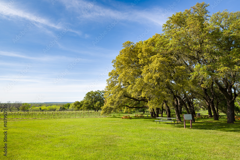 Texas Hill Country Vineyard on a Sunny Day