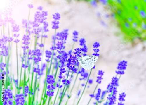 Fototapeta Naklejka Na Ścianę i Meble -  A butterfly rested in the lavender farm.