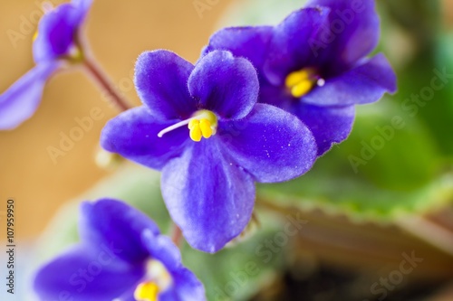 Gentle blue violets 