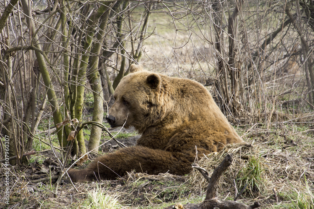 Brown bear sitting in the grass Brown bear sitting in the grass