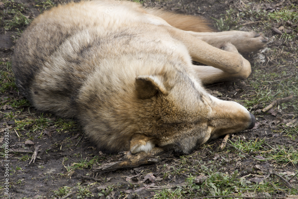 Naklejka premium Close-up of a sleeping wolf in a bear park in Hungary