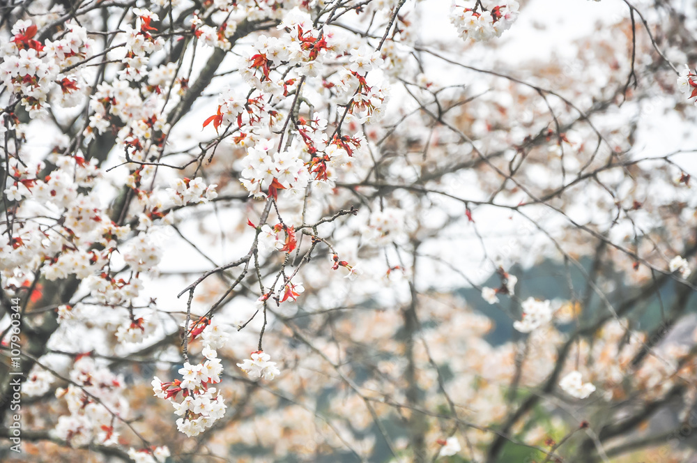 Spring cherry blossom blur background Spring cherry blossom blur background