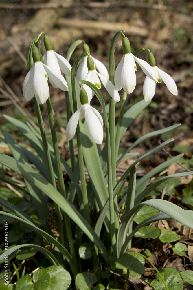 Snowdrops in the forest in Hungary Snowdrops in the forest in Hungary