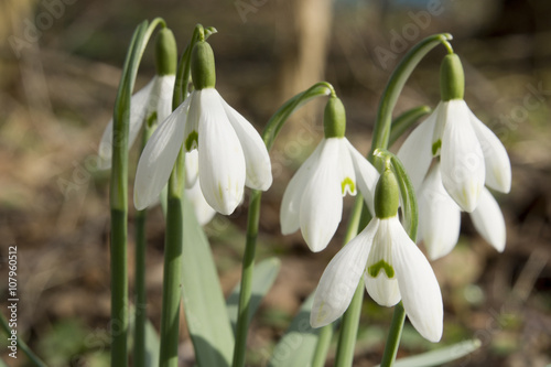 Snowdrops in the forest in Hungary