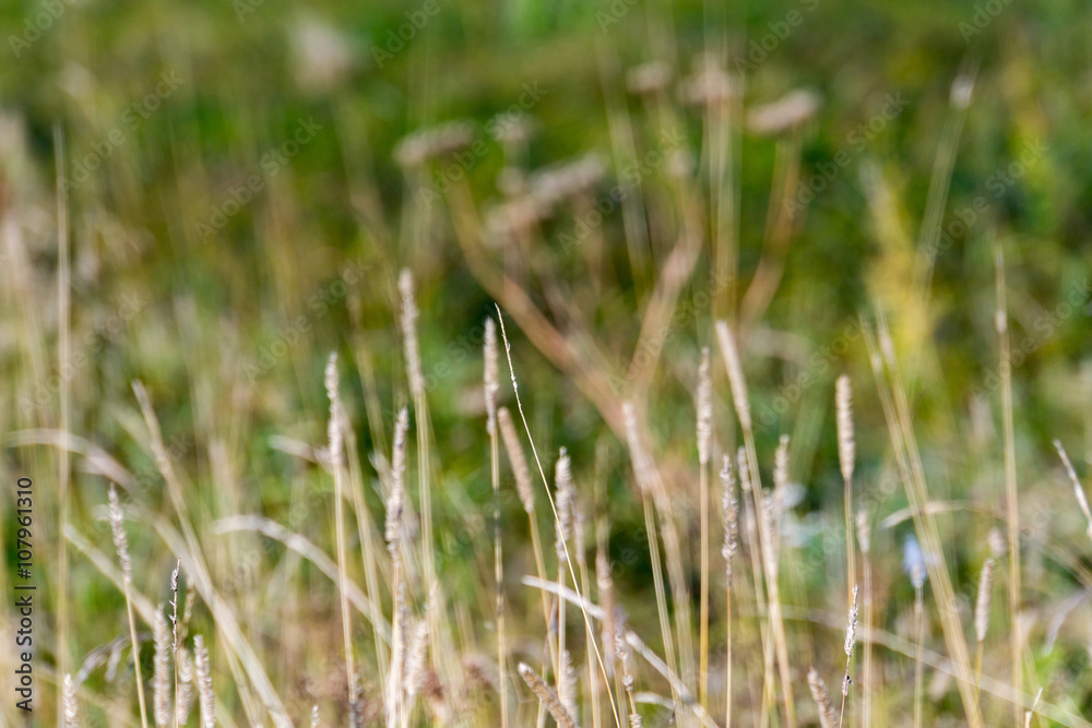 Dry Grass Macro
