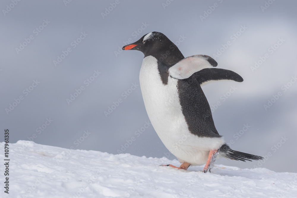Fototapeta premium Gentoo Penguins on Iceberg