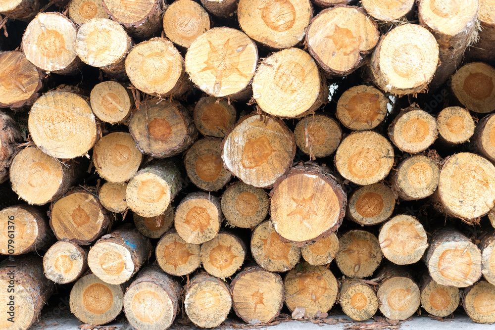 Timber Industry / many tree trunks on a pile Timber Industry / many tree trunks on a pile