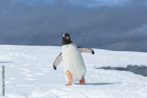 Gentoo Penguins on Iceberg