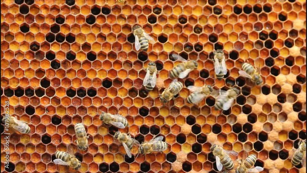 Bees create ambrosia.
Ambrosia - is bathed in honey pollen. It is used for feeding young bees and alternative medicine.
Bees create ambrosia.
Ambrosia - is bathed in honey pollen. It is used for feeding young bees and alternative medicine.