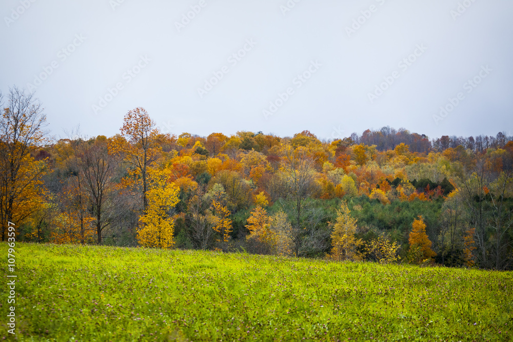 scenic view of rural countryside
