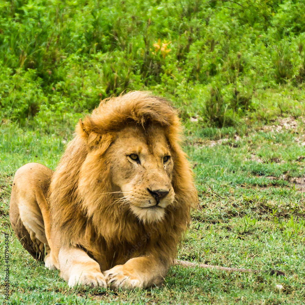 magnificent male lion looking out and watching
magnificent male lion looking out and watching