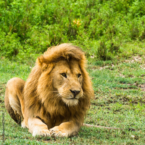 magnificent male lion looking out and watching 