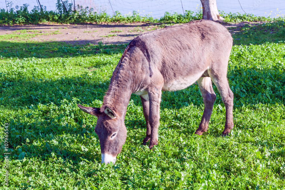 Cute Donkey Eating Green Grass near Lake Cute Donkey Eating Green Grass near Lake