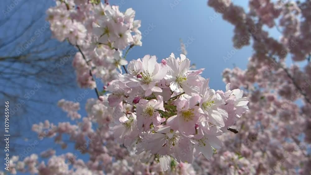 Blooming japanese cherry tree, sakura in the spring sunny day, closeup HD footage Blooming japanese cherry tree, sakura in the spring sunny day, closeup HD footage