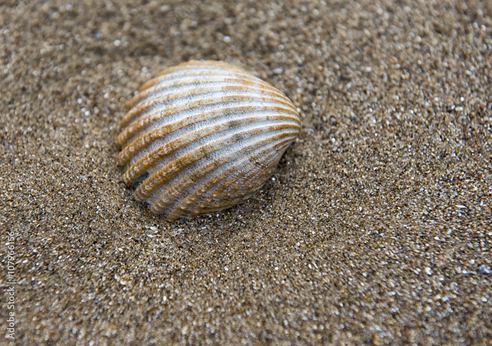 Close up image of a shell on the sand Close up image of a shell on the sand