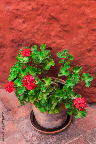 Fototapeta Naklejka Na Ścianę i Meble -  geranium on background of orange wall