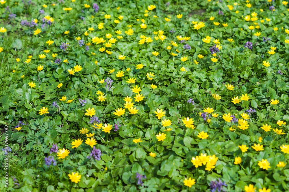 Field of Firacia flowers 