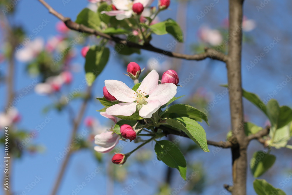 Spring blossom on apple tree in the garden Spring blossom on apple tree in the garden