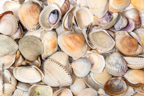 Sea shells as background