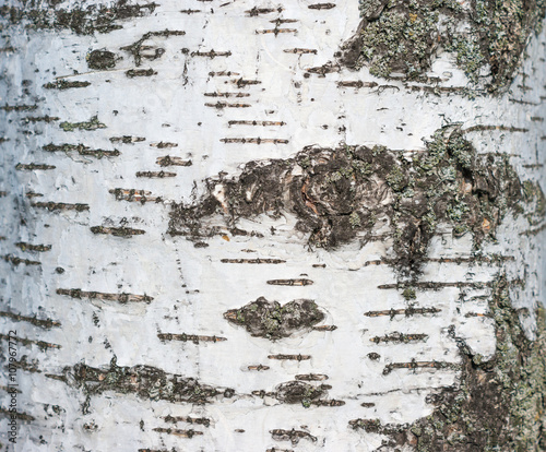 Birch bark