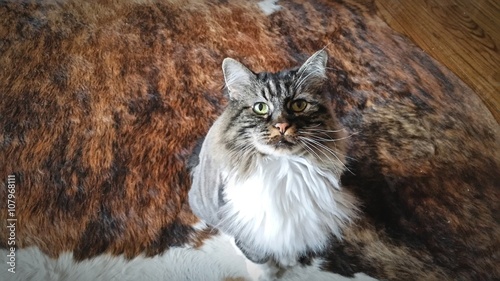 Manx Cat on Cowhide Rug