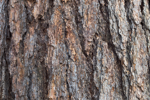 natural wood texture of bark tree