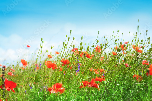 Landscape with blue sky and red poppies