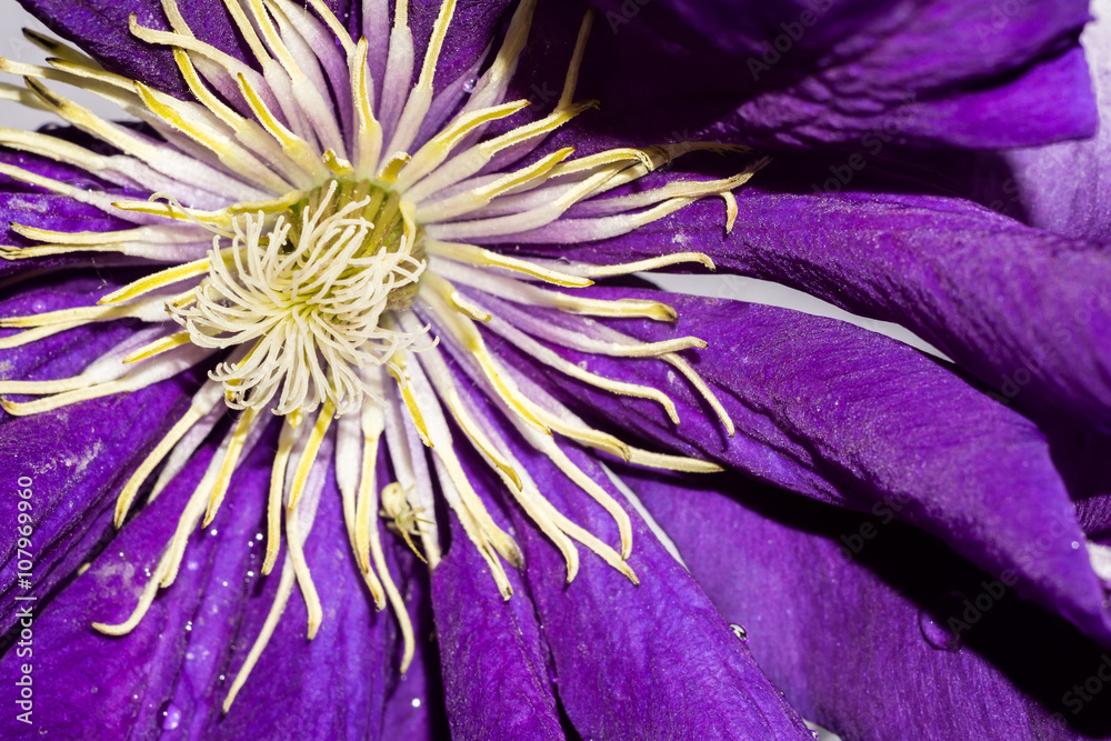 Obraz premium Violet Flower Macro