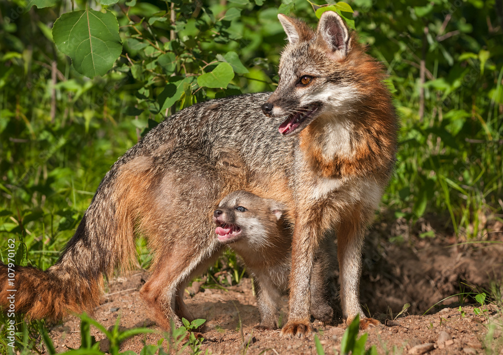 Fototapeta Grey Fox Vixen and Kit (Urocyon cinereoargenteus) Stand