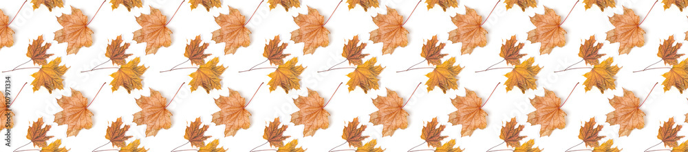 Fototapeta premium panorama header pattern repeat maple leaf autumn